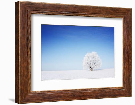 Winter Tree in a Field with Blue Sky-Dudarev Mikhail-Framed Photographic Print