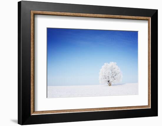 Winter Tree in a Field with Blue Sky-Dudarev Mikhail-Framed Photographic Print