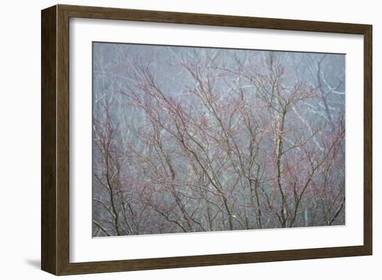 Winter Tree Limbs I-Kathy Mahan-Framed Photographic Print