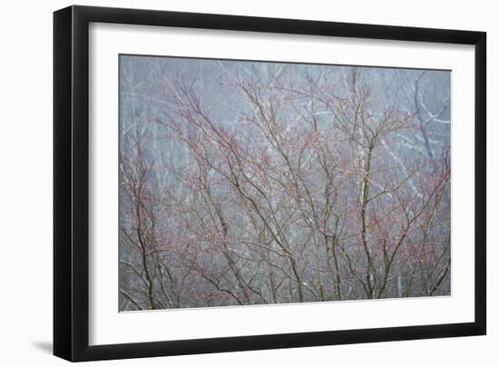 Winter Tree Limbs I-Kathy Mahan-Framed Photographic Print