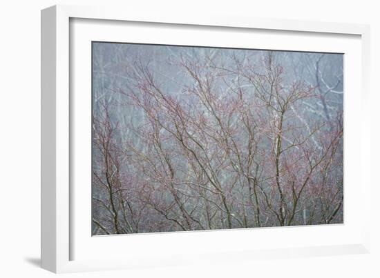 Winter Tree Limbs I-Kathy Mahan-Framed Photographic Print