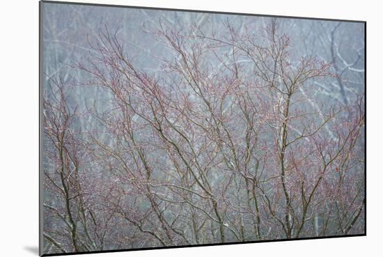 Winter Tree Limbs I-Kathy Mahan-Mounted Photographic Print