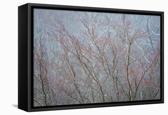 Winter Tree Limbs I-Kathy Mahan-Framed Premier Image Canvas