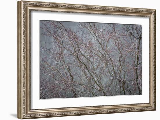 Winter Tree Limbs II-Kathy Mahan-Framed Photographic Print