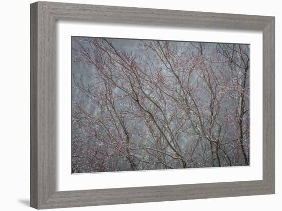 Winter Tree Limbs II-Kathy Mahan-Framed Photographic Print