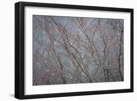 Winter Tree Limbs II-Kathy Mahan-Framed Photographic Print