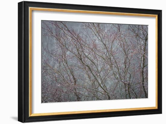 Winter Tree Limbs II-Kathy Mahan-Framed Photographic Print