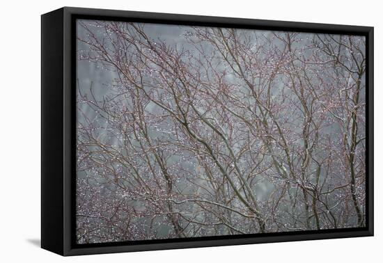 Winter Tree Limbs II-Kathy Mahan-Framed Premier Image Canvas
