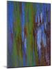Winter Trees 2, c.1972-Isabel Alexander-Mounted Giclee Print