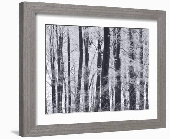 Winter Trees and Frost, Gloucestershire, UK-Peter Adams-Framed Photographic Print