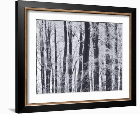 Winter Trees and Frost, Gloucestershire, UK-Peter Adams-Framed Photographic Print