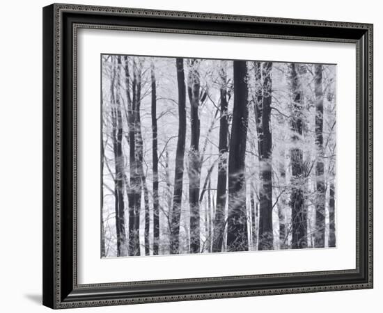 Winter Trees and Frost, Gloucestershire, UK-Peter Adams-Framed Photographic Print