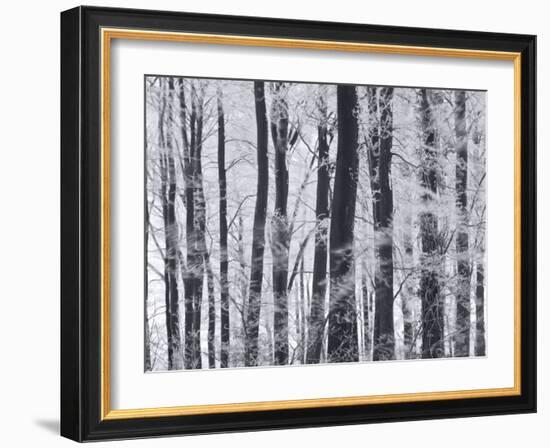 Winter Trees and Frost, Gloucestershire, UK-Peter Adams-Framed Photographic Print