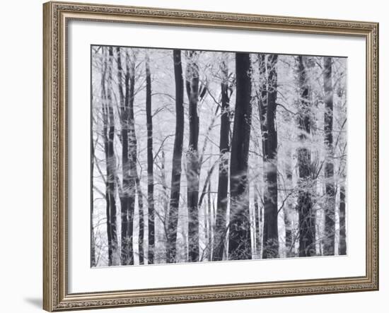 Winter Trees and Frost, Gloucestershire, UK-Peter Adams-Framed Photographic Print