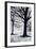 Winter Trees, Greenwich Park, 2004-Ellen Golla-Framed Giclee Print