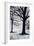 Winter Trees, Greenwich Park, 2004-Ellen Golla-Framed Giclee Print