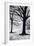 Winter Trees, Greenwich Park, 2004-Ellen Golla-Framed Giclee Print