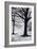 Winter Trees, Greenwich Park, 2004-Ellen Golla-Framed Giclee Print