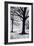 Winter Trees, Greenwich Park, 2004-Ellen Golla-Framed Giclee Print