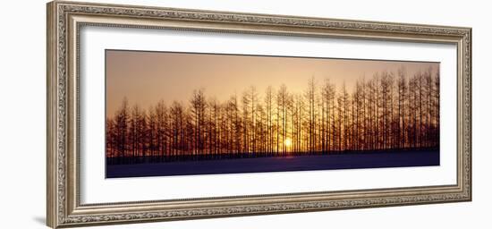 Winter Trees Hokkaido Japan-null-Framed Photographic Print