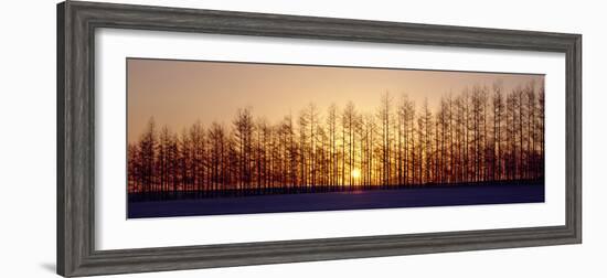 Winter Trees Hokkaido Japan-null-Framed Photographic Print