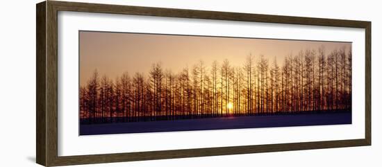 Winter Trees Hokkaido Japan-null-Framed Photographic Print