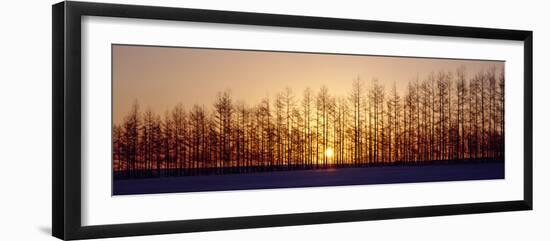 Winter Trees Hokkaido Japan-null-Framed Photographic Print