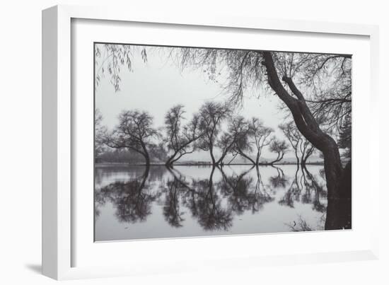 Winter Trees Reflection, Marin County California-Vincent James-Framed Photographic Print