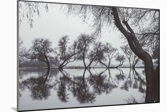 Winter Trees Reflection, Marin County California-Vincent James-Mounted Photographic Print