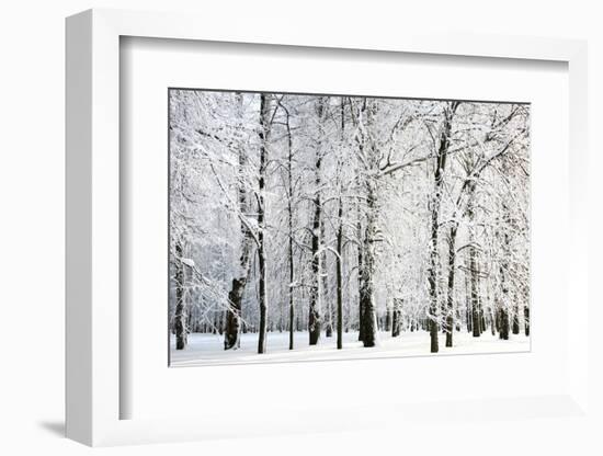 Winter Trees-LeniKovaleva-Framed Photographic Print