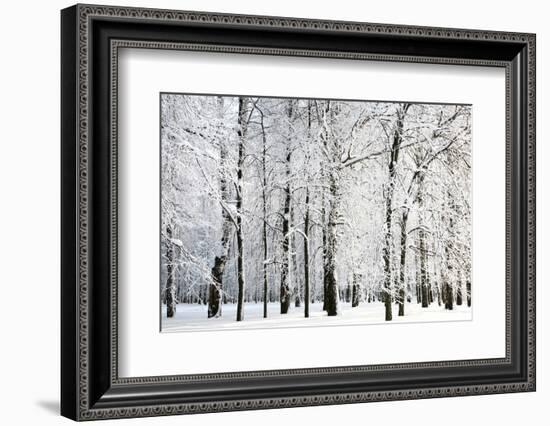 Winter Trees-LeniKovaleva-Framed Photographic Print