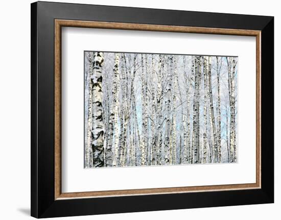 Winter Trunks of Birch Trees-null-Framed Premium Giclee Print