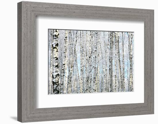 Winter Trunks of Birch Trees-null-Framed Premium Giclee Print