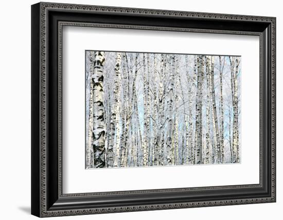 Winter Trunks of Birch Trees-null-Framed Premium Giclee Print