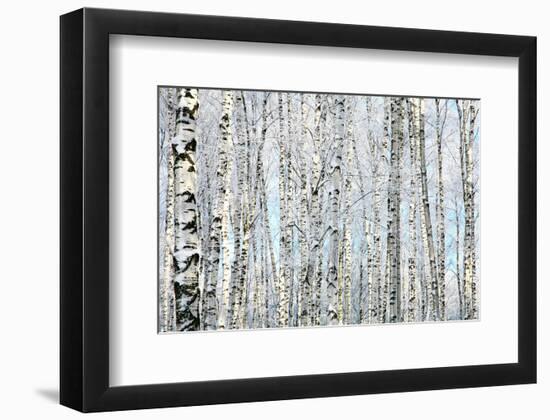 Winter Trunks of Birch Trees-null-Framed Premium Giclee Print