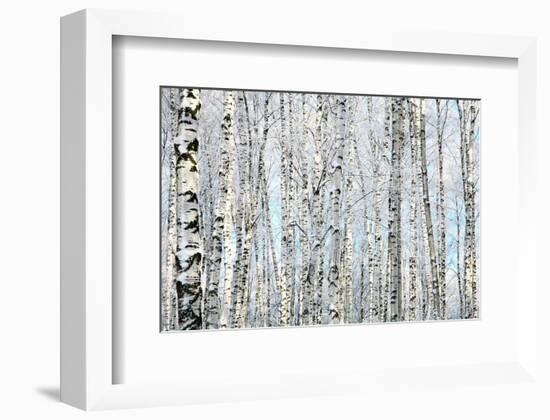 Winter Trunks of Birch Trees-null-Framed Premium Giclee Print