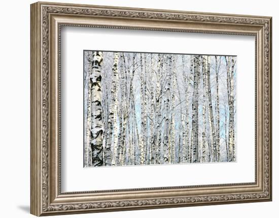 Winter Trunks of Birch Trees-null-Framed Art Print