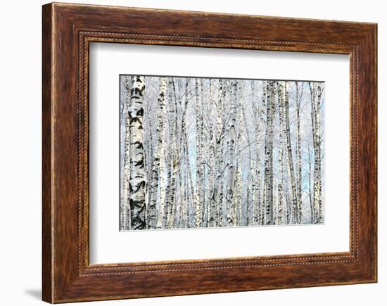 Winter Trunks of Birch Trees-null-Framed Art Print