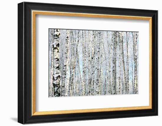 Winter Trunks of Birch Trees-null-Framed Art Print