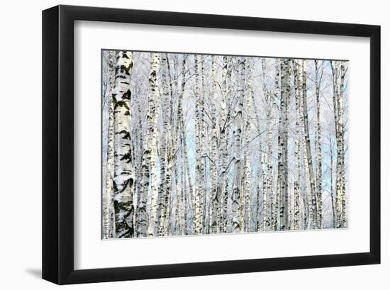 Winter Trunks of Birch Trees-null-Framed Art Print