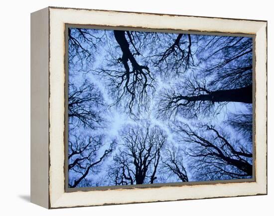 Winter View of Canopy, Jasmund National Park, Island of Ruegen, Germany-Christian Ziegler-Framed Premier Image Canvas