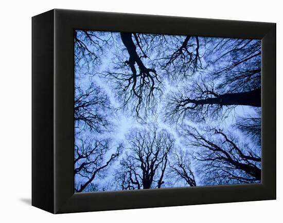 Winter View of Canopy, Jasmund National Park, Island of Ruegen, Germany-Christian Ziegler-Framed Premier Image Canvas