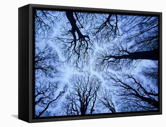 Winter View of Canopy, Jasmund National Park, Island of Ruegen, Germany-Christian Ziegler-Framed Premier Image Canvas