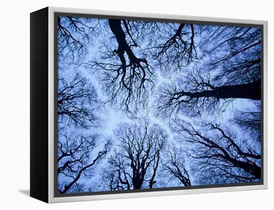 Winter View of Canopy, Jasmund National Park, Island of Ruegen, Germany-Christian Ziegler-Framed Premier Image Canvas