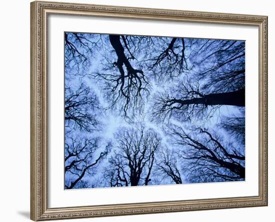 Winter View of Canopy, Jasmund National Park, Island of Ruegen, Germany-Christian Ziegler-Framed Photographic Print