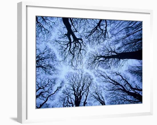 Winter View of Canopy, Jasmund National Park, Island of Ruegen, Germany-Christian Ziegler-Framed Photographic Print