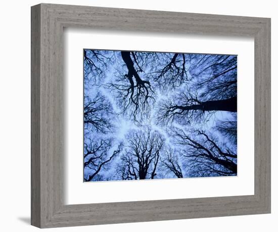 Winter View of Canopy, Jasmund National Park, Island of Ruegen, Germany-Christian Ziegler-Framed Photographic Print