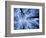 Winter View of Canopy, Jasmund National Park, Island of Ruegen, Germany-Christian Ziegler-Framed Photographic Print