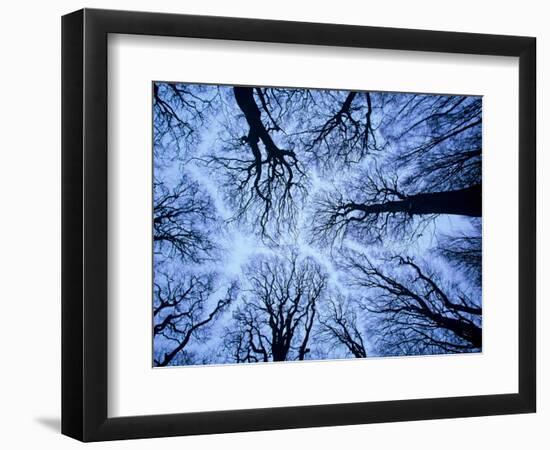 Winter View of Canopy, Jasmund National Park, Island of Ruegen, Germany-Christian Ziegler-Framed Photographic Print