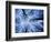 Winter View of Canopy, Jasmund National Park, Island of Ruegen, Germany-Christian Ziegler-Framed Photographic Print